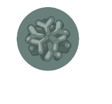 输尿管芽类器官
